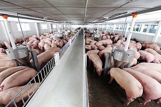 Giá lợn hơi hôm nay 16/12: Cả 3 miền đồng loạt đi ngang