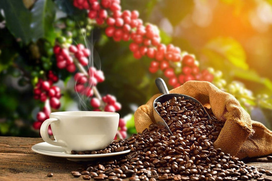 Giá cà phê hôm nay 12/9: Nhích nhẹ tại thị trường trong nước