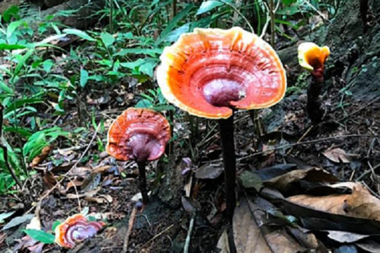 Những loại nấm đắt đỏ được giới nhà giàu "săn lùng" ở Việt Nam