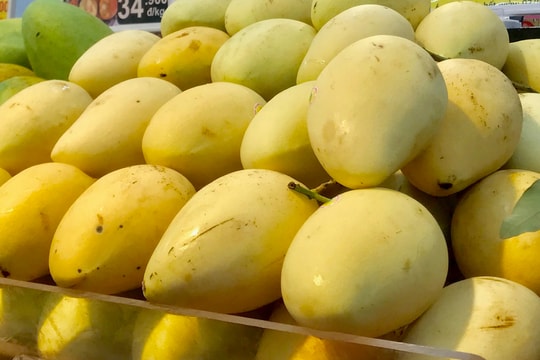 Nhu cầu xoài Trung Quốc tăng chóng mặt