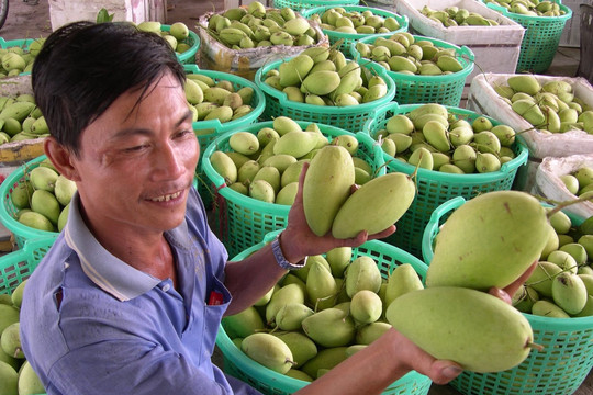 Xuất khẩu trái cây sang Trung Quốc như "đánh canh bạc"