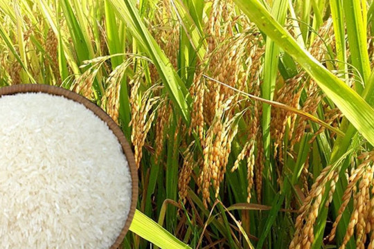 Giá lúa gạo hôm nay 4/1: Một số giống lúa tăng nhẹ