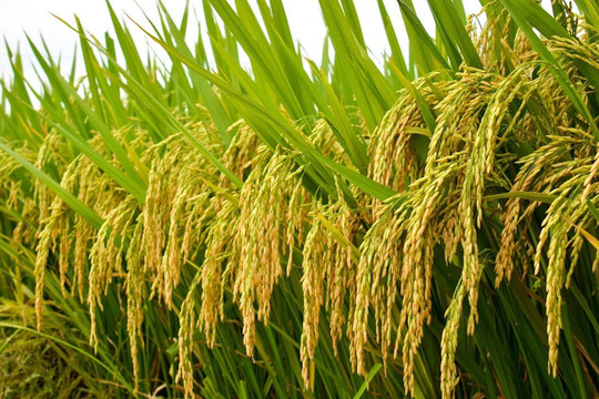 Sản lượng lúa cả nước đạt trên 43,86 triệu tấn năm 2021