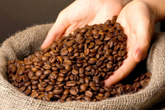 Giá cà phê hôm nay 5/10: Nhích nhẹ tại thị trường trong nước