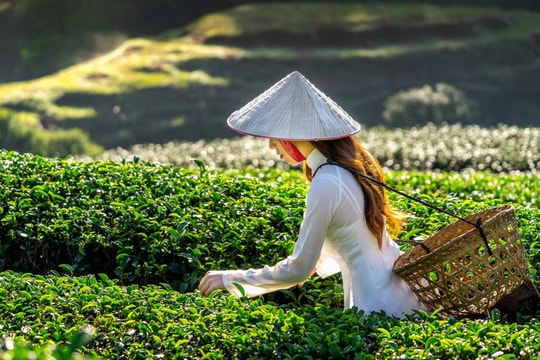 VIệt Nam là thị trường chính cung cấp chè  cho Đài Loan