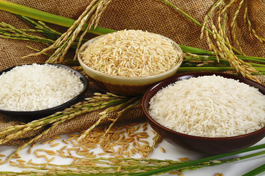 Giá lúa gạo hôm nay 21/6: Tăng nhẹ với một số giống lúa