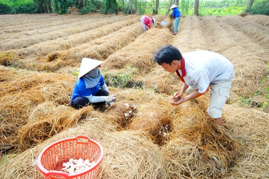 Bán rơm rạ thu được ngoại tệ?
