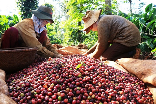 5 tháng đầu năm, xuất khẩu cà phê cán mốc 2 tỷ USD