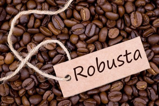 Giá cà phê hôm nay 11/1: Robusta "chạm đáy" 1 tháng 
