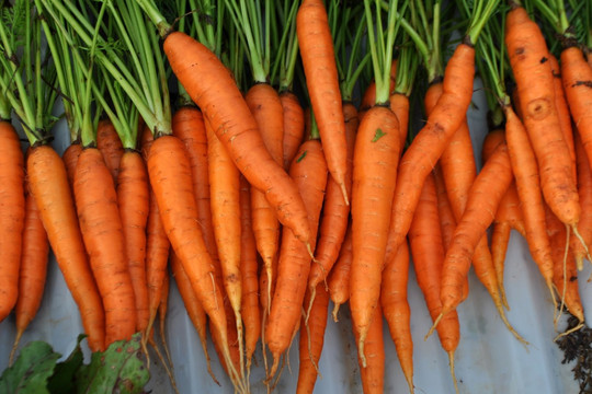 Xuất khẩu 250 tấn cà rốt đầu tiên của năm 2022