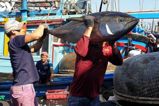 Cá ngừ Việt Nam: Điểm mặt những thị trường xuất khẩu tiềm năng năm 2022