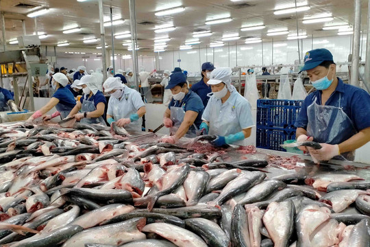 Xuất khẩu cá tra Việt Nam sang ASEAN có thể tăng vượt EU