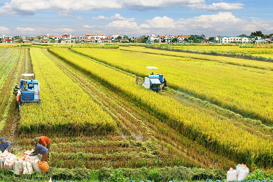 Giá lúa gạo hôm nay 24/1: Giá lúa đi ngang, giá gạo tăng trở lại