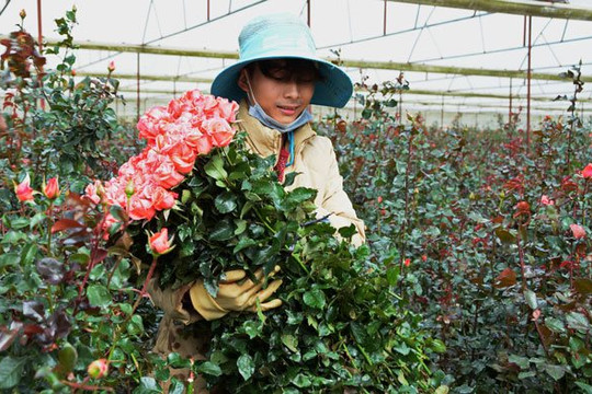 Hoa hồng Đà Lạt tăng giá gấp 3 lần trước ngày Valentine