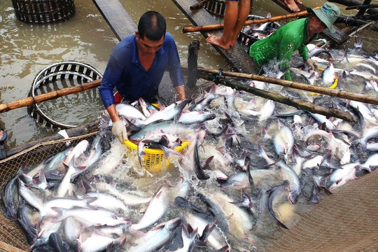 Giá cá tra nguyên liệu tăng mạnh trở lại