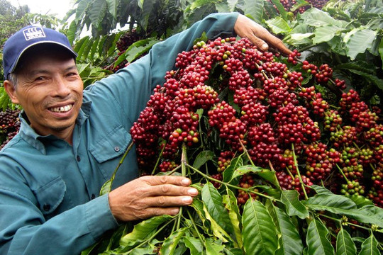 Giá cà phê Việt Nam đang đi ngược với xu hướng thế giới
