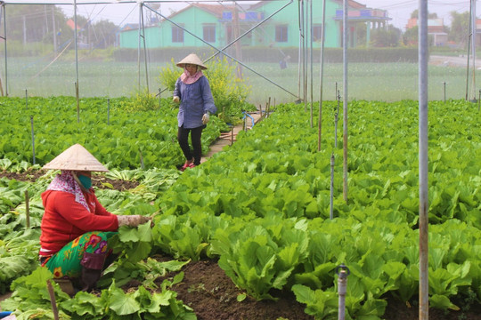 Giá rau xanh tại Hà Nội tăng gấp 3 lần