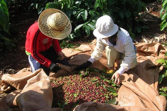 10 tháng, xuất khẩu cà phê đạt kỷ lục gần 3,3 tỷ USD