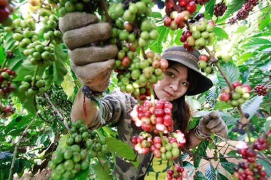 Giá cà phê hôm nay 13/3: Tăng nhẹ 1.000 đồng/kg tại một số tỉnh thành
