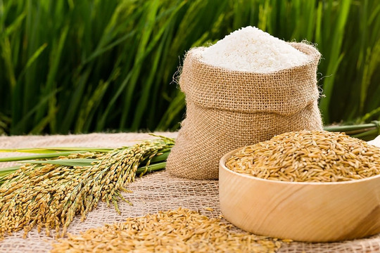Giá lúa gạo hôm nay 13/5: Biến động trái chiều với các giống lúa