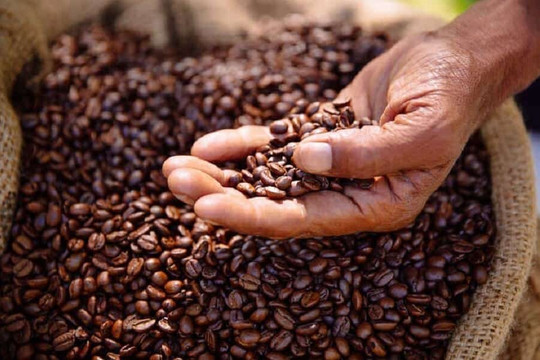 Giá cà phê hôm nay 15/3: Tăng 2.000 đồng/kg tại một số địa phương trọng điểm