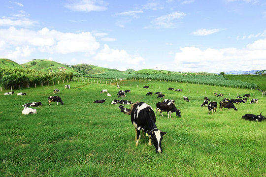 Mộc Châu Milk (MCM) dự kiến trả cổ tức đợt 2/2021 tỷ lệ 15%