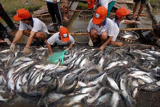 Xuất khẩu cá tra hồi phục mạnh tại các thị trường lớn
