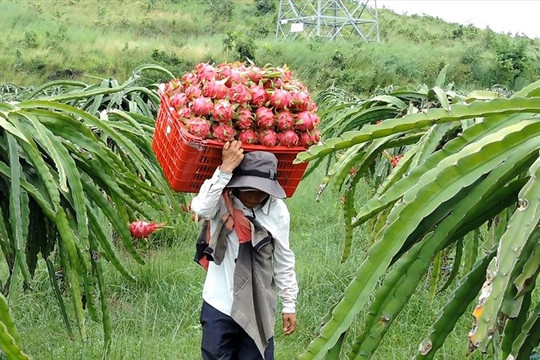 Nông dân ở Bình Thuận đứng trước nguy cơ phá bỏ vườn trồng thanh long