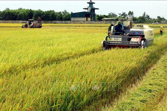 Thái Bình chuyển 21,9 ha đất lúa làm Cụm công nghiệp Đông Hải