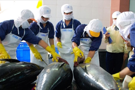 Kim ngạch xuất khẩu cá ngừ đạt 259 triệu USD trong quý I/2022