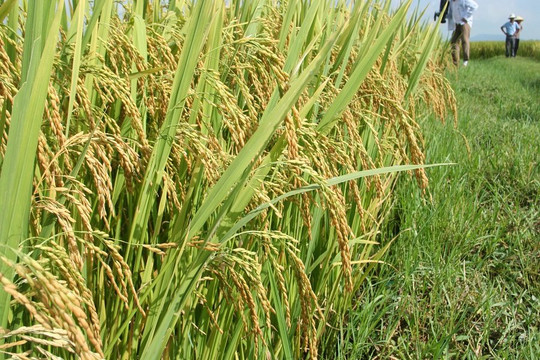 Giá lúa gạo hôm nay 22/4: Giá gạo nguyên liệu tăng 200 đồng/kg