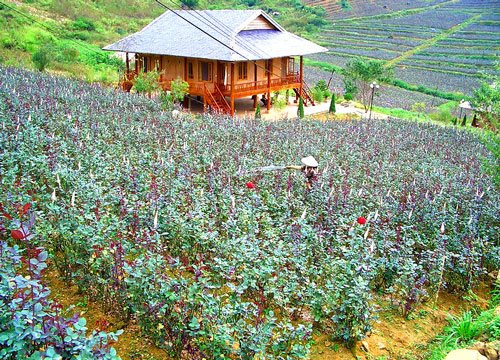 Lào Cai: Sử dụng trái phép đất bị thu hồi, một người dân bị phạt 100 triệu đồng