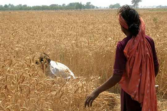 Chuyên gia: Nguồn cung lúa mì sẽ cạn kiệt trong hơn 2 tháng nữa