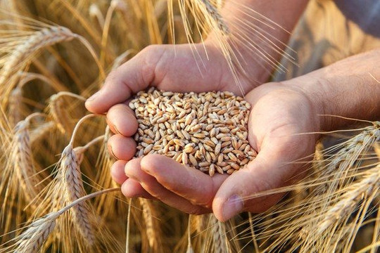 Ấn Độ ban hành lệnh cấm xuất khẩu lúa mì