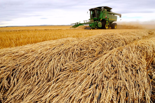 Giá lúa mì châu Âu tăng cao kỷ lục