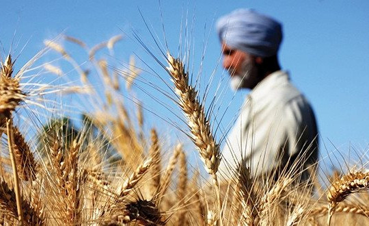 Thị trường thế giới sẽ ra sao khi Ấn Độ ban lệnh cấm xuất khẩu lúa mì?
