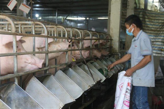 Chăn nuôi Việt Nam (VLC) dự chào bán 24 triệu cổ phiếu để bổ sung vốn cho công ty con