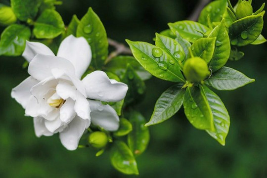 5 loại cây hoa thích hợp để trồng ở ban công hoặc sân thượng