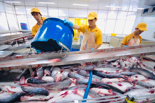 Xuất khẩu tăng mạnh, cơ hội cho doanh nghiệp cá tra bứt phá trong quý 4