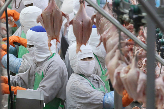 Malaysia tạm dừng xuất khẩu thịt gà từ tháng 6