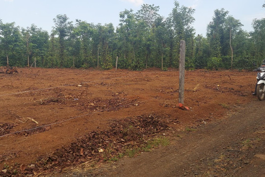 Buôn Ma Thuột "siết" phân lô tách thửa đất nông nghiệp