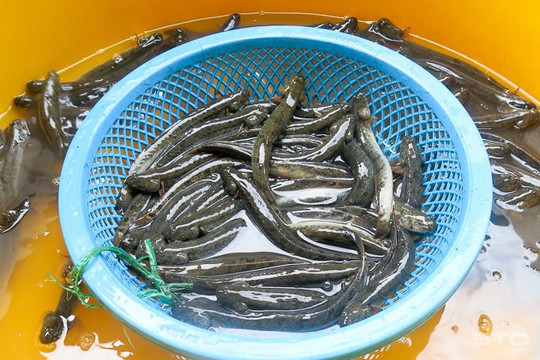 Giá cá kèo tăng 2-3 lần do nguồn cung khan hiếm