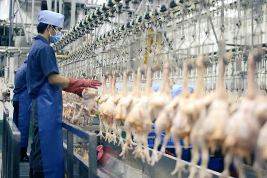 Người dân Singapore lo thiếu gà sau lệnh cấm xuất khẩu của Malaysia