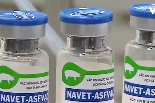Vaccine dịch tả heo châu Phi NAVET-ASFVAC có giá bao nhiêu?
