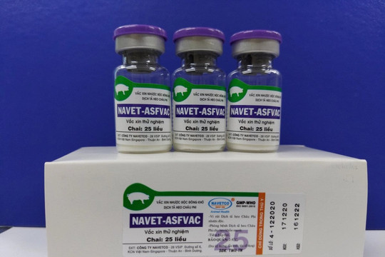 Bộ NN&PTNT: Đảm bảo lưu hành hiệu quả vaccine phòng dịch tả heo châu Phi
