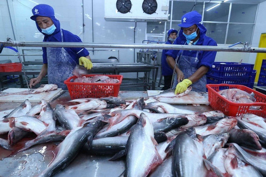 Cơ hội nào cho doanh nghiệp cá tra Việt Nam?