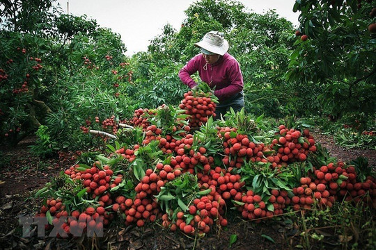 Khắc phục tình trạng nông nghiệp Việt Nam rơi vào cảnh “ùn tắc"