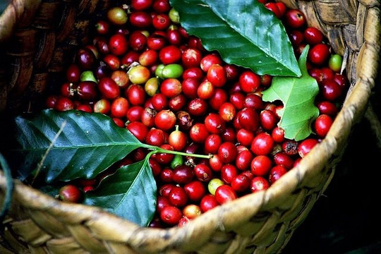 Xuất khẩu cà phê có thể lập kỷ lục mới với 4 tỷ USD