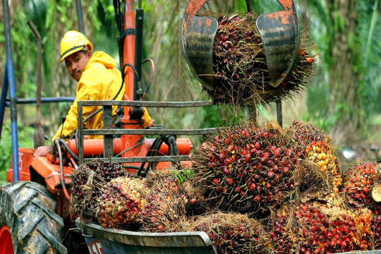 Indonesia sẽ giảm trần thuế xuất khẩu dầu cọ