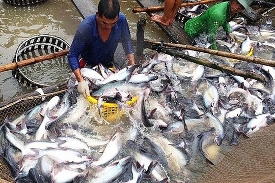 Người nuôi cá tra “lãi đậm” vì giá bán tăng